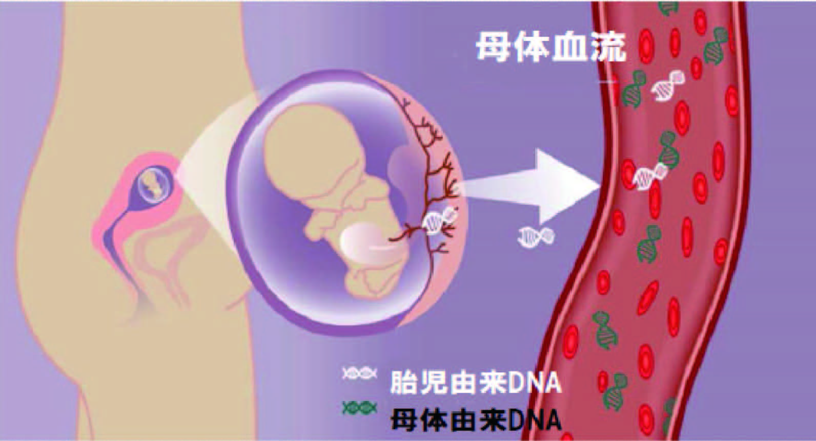母体血.jpg 母体血.jpg